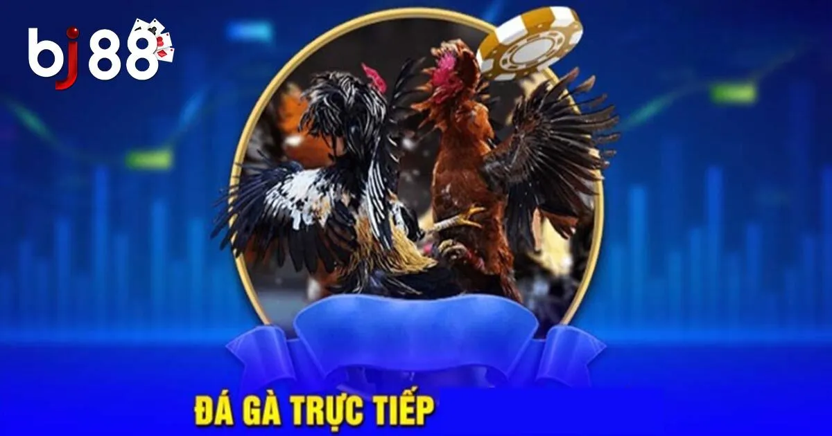 Tổng Hợp Các Hình Thức Đá Gà Trực Tiếp Hot Nhất Năm 2024 4 Các hình thức đá gà